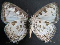 Adult Male Under of White Oak-blue - Arhopala wildei wildei